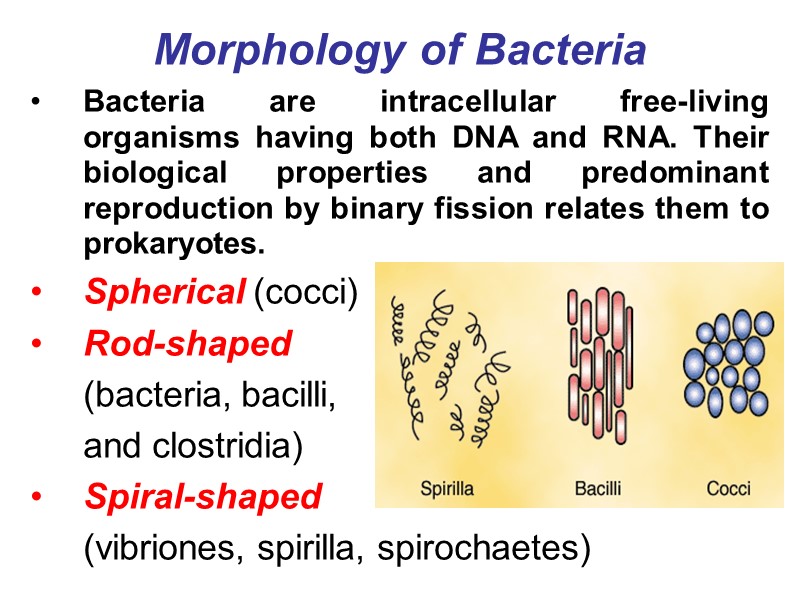 Morphology of Bacteria Bacteria are intracellular free-living organisms having both DNA and RNA. Their